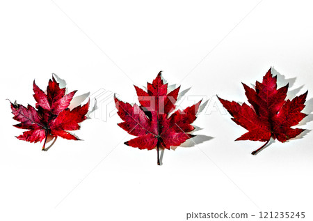 Natural dried leaves fallen from the tree on a white background 121235245