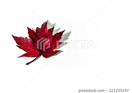Natural dried leaves fallen from the tree on a white background Natural dried leaves fallen from the tree on a white background 121235247