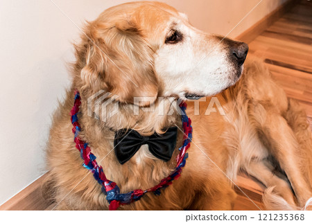 Beautiful Golden Retriever dog with bow tie and pendant on Christmas day 121235368