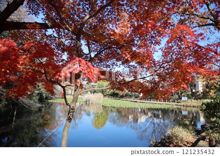 秋葉的菊內池公園(橫濱市港北區) 秋葉的菊內池公園(橫濱市港北區) 121235432
