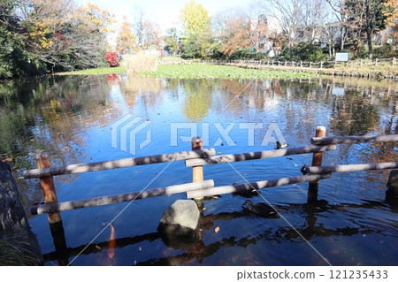 秋葉的菊內池公園（橫濱市港北區） 121235433