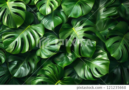 Vibrant green monstera leaf texture, perfect for jungle, botanical, and tropical nature themes, showcasing natural foliage and lush tropical aesthetics Vibrant green monstera leaf texture, perfect for jungle, botanical, and tropical nature themes, showcasing natural foliage and lush tropical aesthetics 121235668