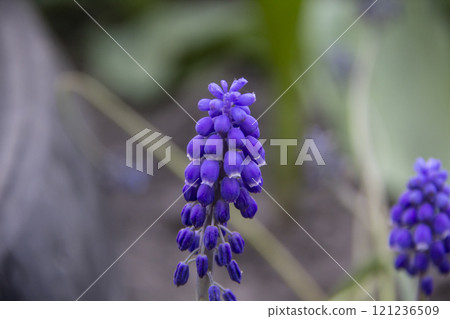 The Muscari or Grape hyacinth flowers. Beautiful bell-shaped flowers bloom against background 121236509