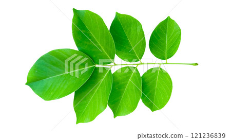 Cut out Pterocarpus Macrocarpus or Burma padauk leaves with clipping paths on white background Cut out Pterocarpus Macrocarpus or Burma padauk leaves with clipping paths on white background 121236839