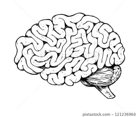 Detailed vector illustration of the human brain, showcasing its anatomy. Hand drawn in black and white with a vintage etching style, ideal for medical, scientific and educational use 121236968
