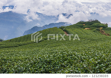 Chiayi Eryanping Trail Tea Garden 121238103