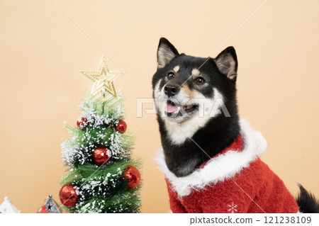Beige bag, Christmas tree and smiling Shiba Inu dog Sheri 121238109