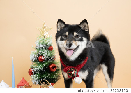 Beige bag, Christmas tree and smiling Shiba Inu dog Sheri Beige bag, Christmas tree and smiling Shiba Inu dog Sheri 121238120