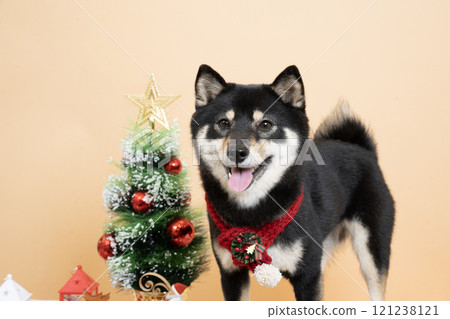 Beige bag, Christmas tree and smiling Shiba Inu dog Sheri Beige bag, Christmas tree and smiling Shiba Inu dog Sheri 121238121