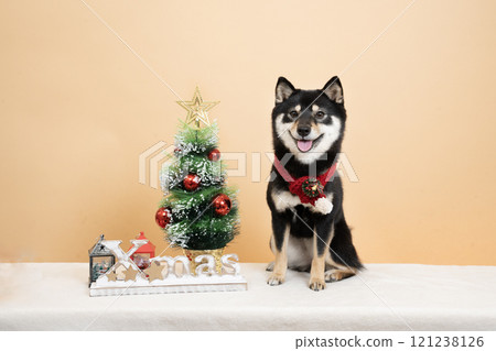 米色背景、聖誕樹和微笑的豆芝雪莉酒 121238126