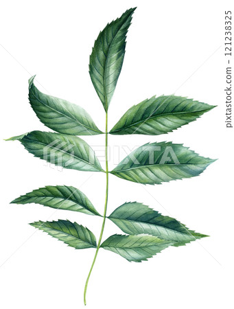 Leaves watercolor botanical tropical foliage realistic plant isolated natural forest clipart. Green branch floral art 121238325