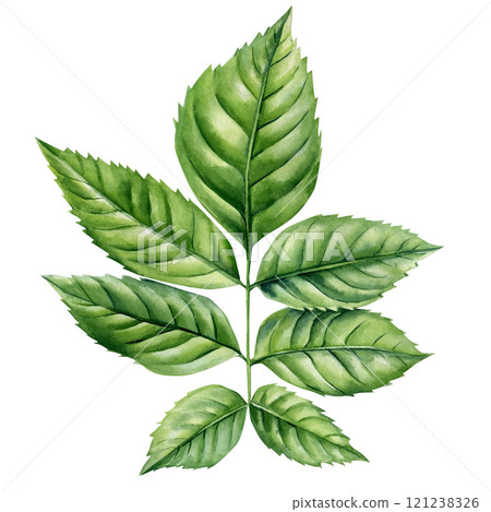 Leaves watercolor botanical tropical foliage realistic plant isolated natural forest clipart. Green branch floral art 121238326