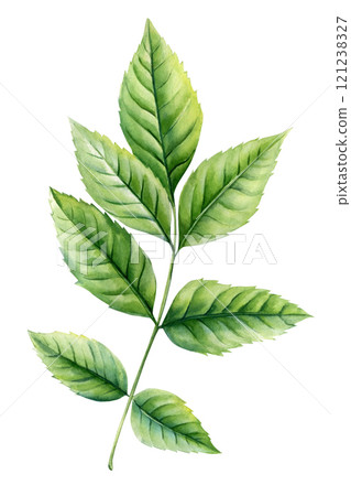 watercolor tropical leaf botanical illustration realistic green foliage natural forest plant clipart isolated background 121238327