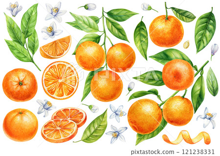 Orange set, Mandarin branches, green leaves, flowers. Watercolor citrus fruit botanical illustration isolated background 121238331