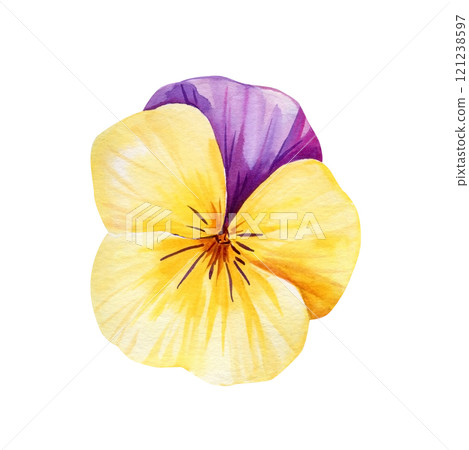 Watercolor pansy flower, colorful botanical flower. Nature floral art vibrant spring flower clipart isolated background Watercolor pansy flower, colorful botanical flower. Nature floral art vibrant spring flower clipart isolated background 121238597