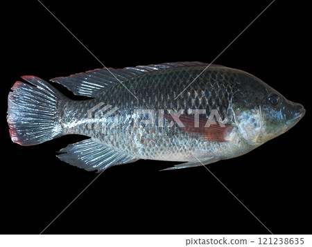 Tilapia Fish Close-Up Isolated on Black Background: Aquatic Life Concept Tilapia Fish Close-Up Isolated on Black Background: Aquatic Life Concept 121238635