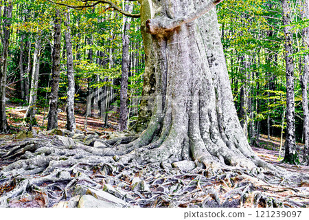 Colorful trees and leaves in autumn in the Montseny Natural Park in Barcelona, Spain Colorful trees and leaves in autumn in the Montseny Natural Park in Barcelona, Spain 121239097