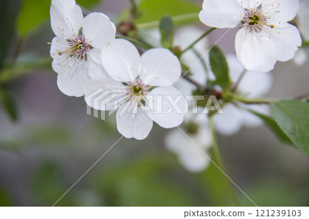 A flowering branch in the spring with white flowers and green leaves. A beautiful cherry blossom branch against background. 121239103