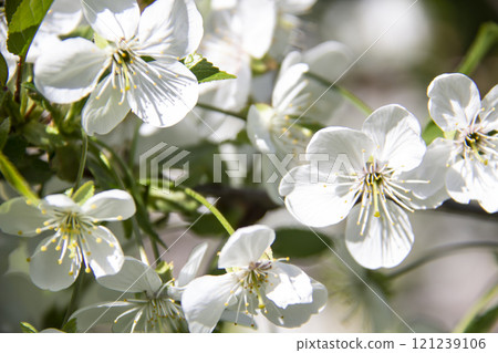 A flowering branch in the spring with white flowers and green leaves. A beautiful cherry blossom branch against background. A flowering branch in the spring with white flowers and green leaves. A beautiful cherry blossom branch against background. 121239106
