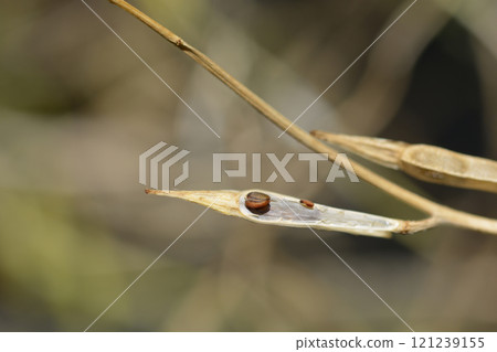 Salad rocket 121239155