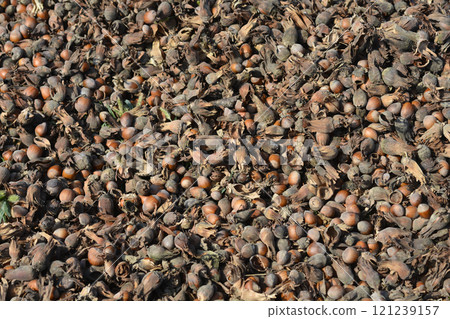 Harvested hazelnuts Harvested hazelnuts 121239157