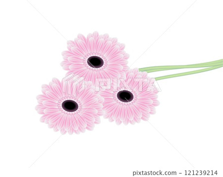 Bouquet of pink gerberas. 121239214