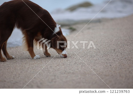 Brown and white dog is sniffing the ground 121239763
