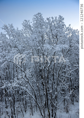 Trees covered by snow and blue sky, Norway Trees covered by snow and blue sky, Norway 121240736