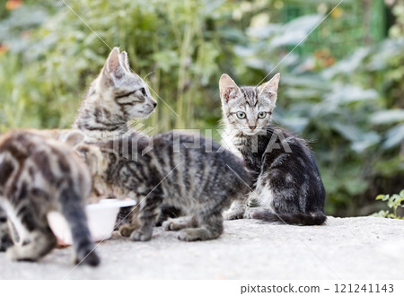 wild street cat, pets wild street cat, pets 121241143