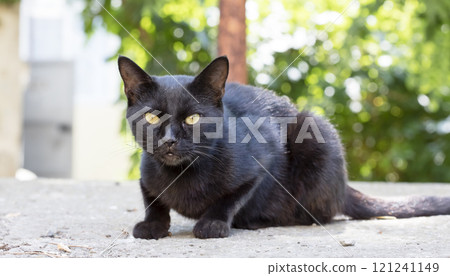 wild street cat, pets wild street cat, pets 121241149