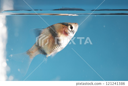 Aquarium fish, close-up 121241386