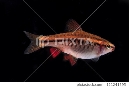 Aquarium fish, close-up Aquarium fish, close-up 121241395