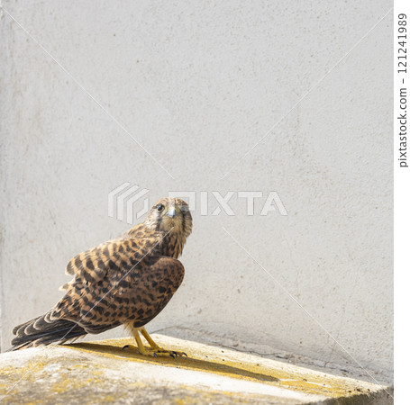 Common kestrel (Falco tinnunculus), falcon family Falconidae, Southern Moravia, Czech Republic 121241989