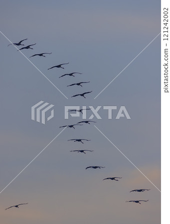 Flock of birds, Common Crane, migration in Hortobagy National Park, UNESCO World Heritage Site, Puszta is one of largest meadow and steppe ecosystems in Europe, Hungary 121242002
