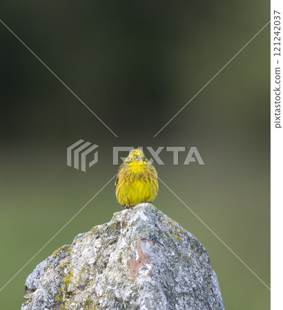 Yellowhammer (Emberiza citrinella) in Low Tatras National Park, Slovakia Yellowhammer (Emberiza citrinella) in Low Tatras National Park, Slovakia 121242037