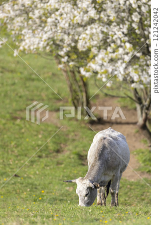 Cows on pasture in spring landscape, Slovakia Cows on pasture in spring landscape, Slovakia 121242042