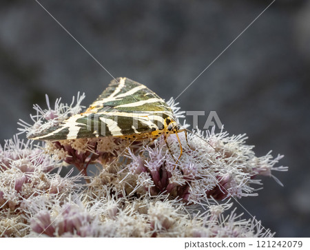 Euplagia quadripunctaria in French highlands, Auvergne, Cantal, France 121242079