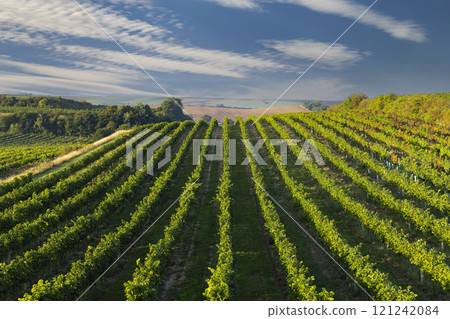 Vineyards with flovers near Cejkovice, Southern Moravia, Czech Republic 121242084