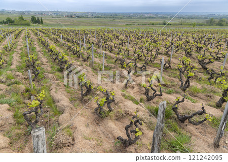 Spring vineyards near Julienas in Beaujolais, Burgundy, France 121242095