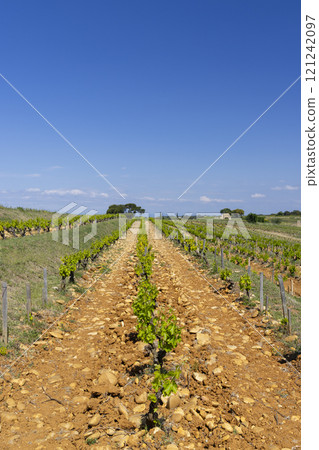 Typical vineyard with stones near Chateauneuf-du-Pape, Cotes du Rhone, France Typical vineyard with stones near Chateauneuf-du-Pape, Cotes du Rhone, France 121242097