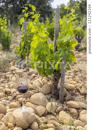 Typical vineyard with stones near Chateauneuf-du-Pape, Cotes du Rhone, France Typical vineyard with stones near Chateauneuf-du-Pape, Cotes du Rhone, France 121242104