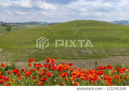 Typical vineyard near Castiglione Falletto, Barolo wine region, province of Cuneo, region of Piedmont, Italy 121242109