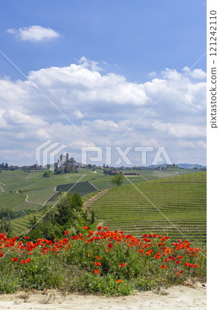 Typical vineyard near Castiglione Falletto, Barolo wine region, province of Cuneo, region of Piedmont, Italy 121242110