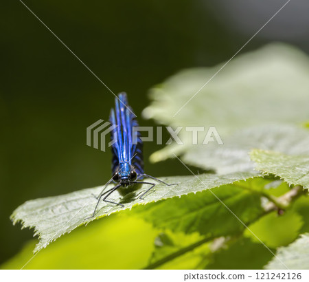 Common damselfly (Calopteryx virgo), National Park Slovak Paradise, Slovakia 121242126