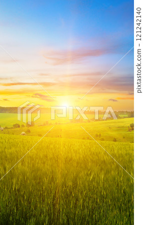 Green wheat field and colorful sunrise. Green wheat field and colorful sunrise. 121242140