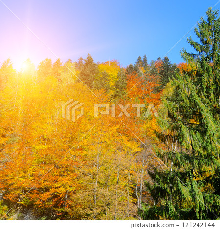 Colorful autumn landscape in the forest and bright Sunrise. Carpathian Mountains. 121242144