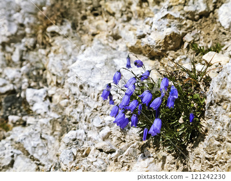 Bell-flowers on a bare rock Bell-flowers on a bare rock 121242230