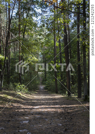 A winding forest path through a sun-dappled forest. The path is lined with tall trees and lush green foliage, creating a peaceful and serene atmosphere. A winding forest path through a sun-dappled forest. The path is lined with tall trees and lush green foliage, creating a peaceful and serene atmosphere. 121242293