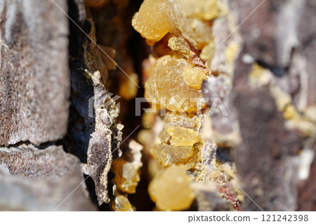 Natural hard yellow resin of pine tree 121242398