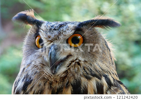 Eagle owl with big eyes in the forest Eagle owl with big eyes in the forest 121242420